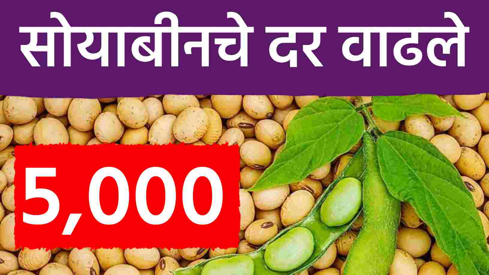 सोयाबीन बाजारात तेजी कायम