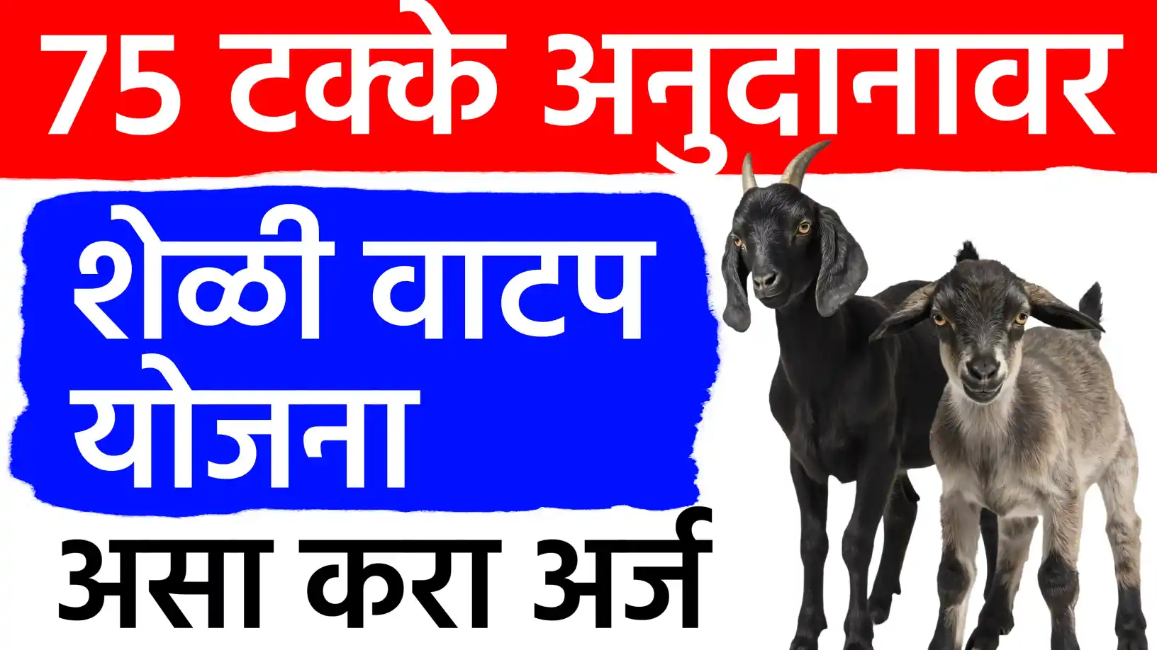 ७५% अनुदानावर मिळणार शेळी गट!