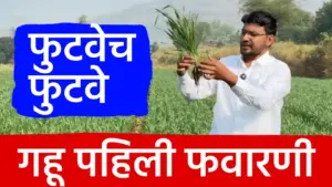 गव्हाची पहिली फवारणी: भरघोस फुटवा आणि कीड नियंत्रणासाठी ‘हे’ आहे बजेटमधील नियोजन