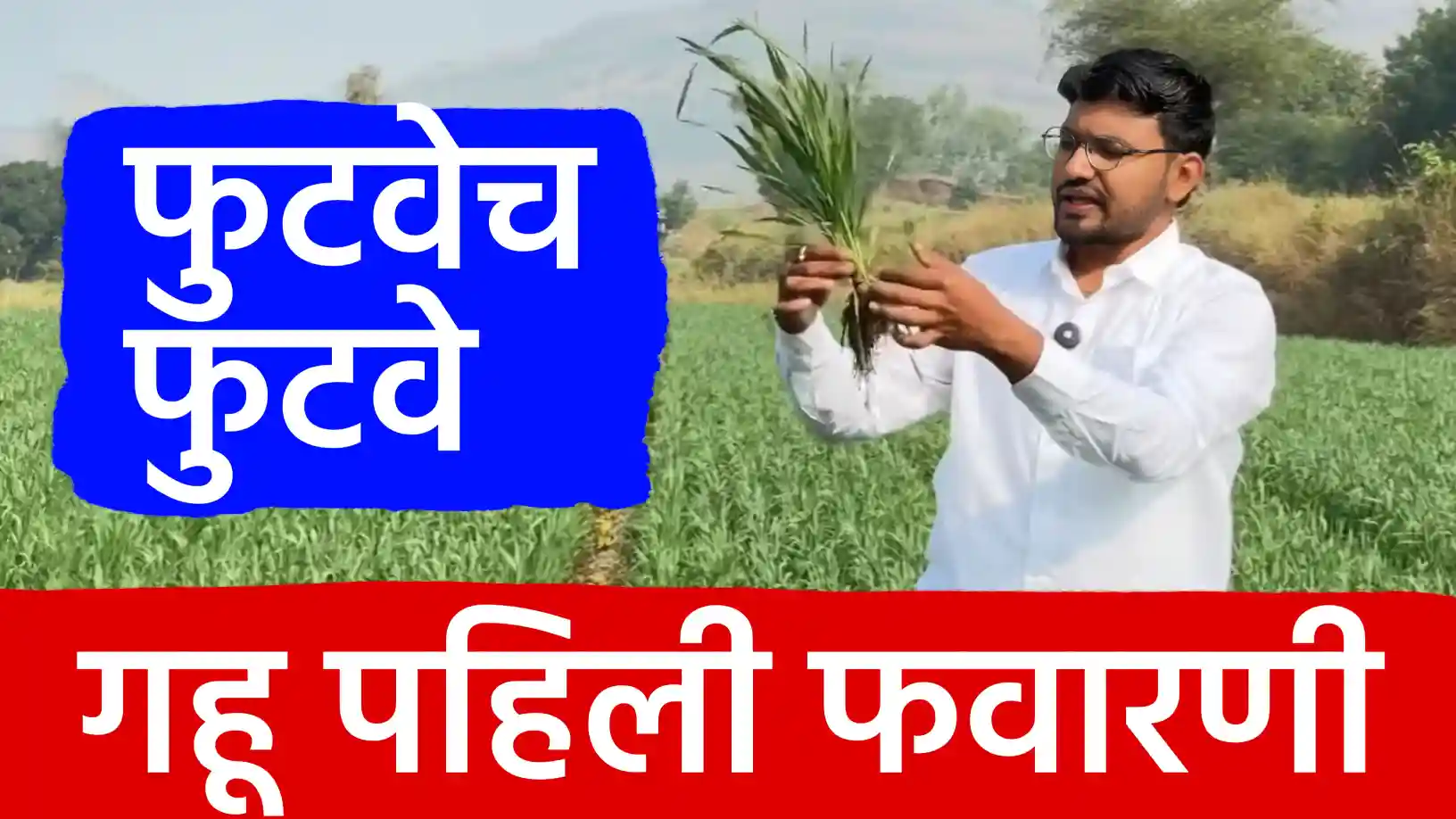 गव्हाची पहिली फवारणी