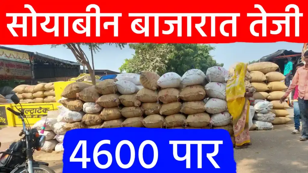 सोयाबीन बाजारात तेजी कायम: लातूर, अहमदपूरने दिला ४५०० चा आधार, पण शेतकऱ्यांची अपेक्षा ५००० पार!