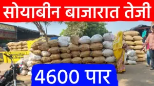 सोयाबीन बाजारात तेजी कायम: लातूर, अहमदपूरने दिला ४५०० चा आधार, पण शेतकऱ्यांची अपेक्षा ५००० पार!